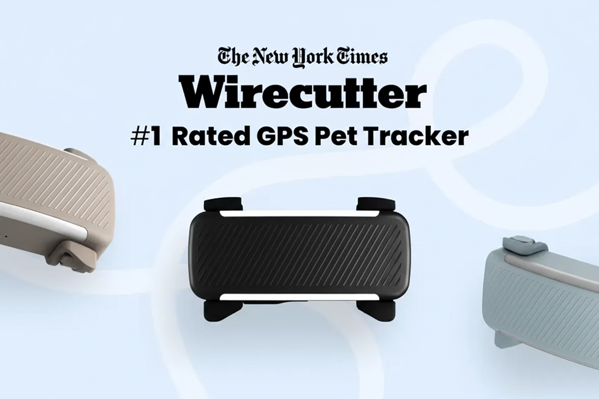 Smart collar for dogs